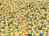 Immagine di Puzzle 1000 Minions