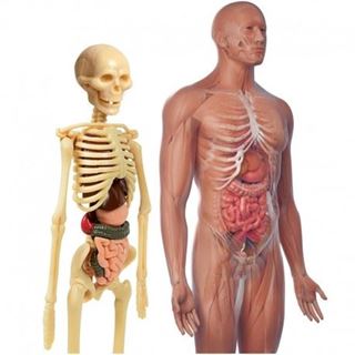 Immagine di Laboratorio di Anatomia