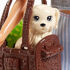 Immagine di Barbie Bambole E Cuccioli