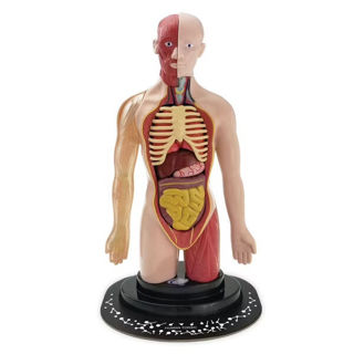 Immagine di Scheletro Del Corpo Umano